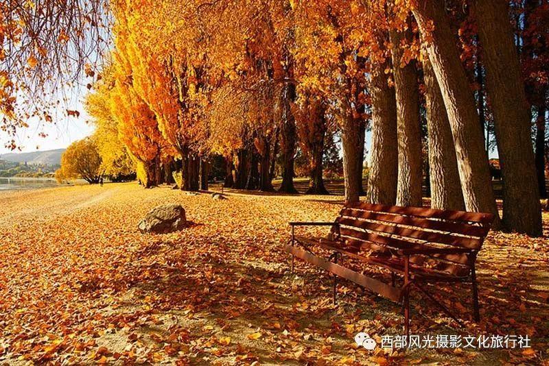 逃离倒影森林